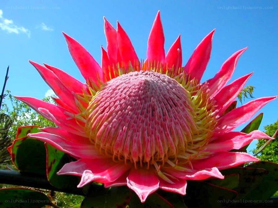 King protea flower in bloom