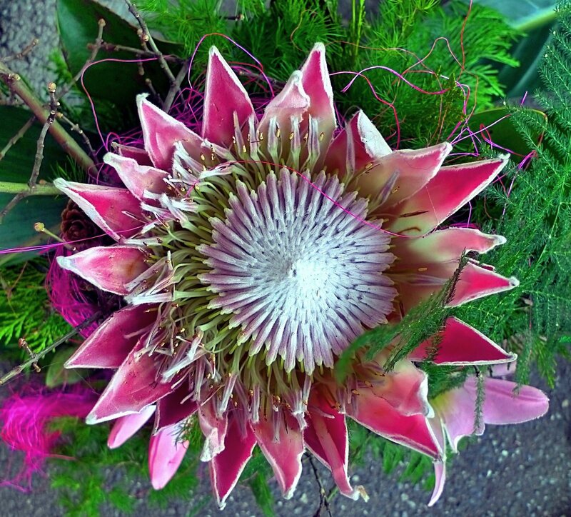 King Protea Flower — Pink, Natural