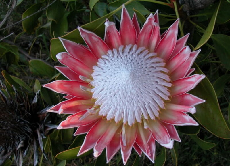 King Protea Flower — Red