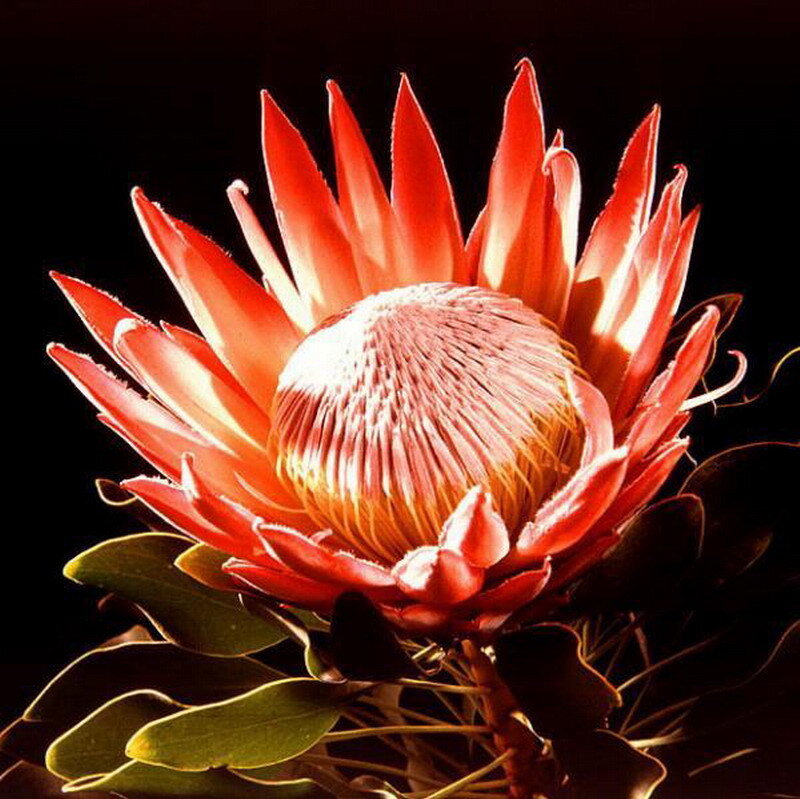 King Protea flower