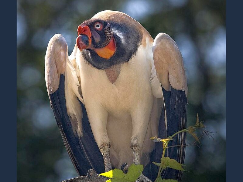 King Vulture Bird