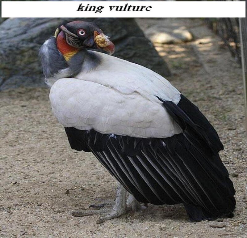 King Vulture Bird — White