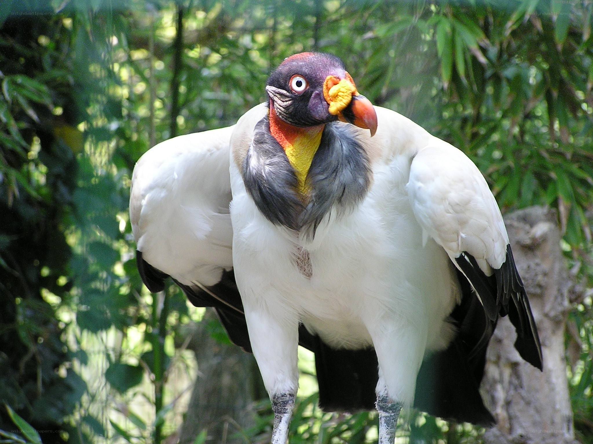 King vulture in forest