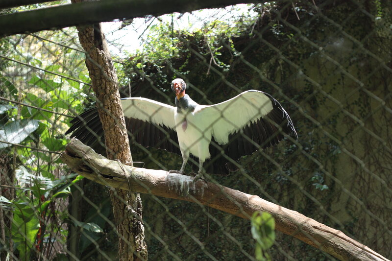 King Vulture on Branch