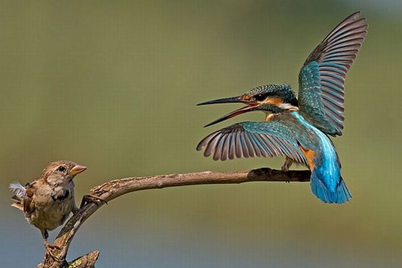 Kingfisher and Sparrow