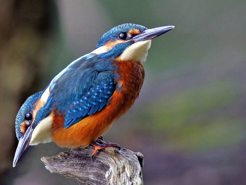 Kingfisher Bird — Blue, Alert, Photograph