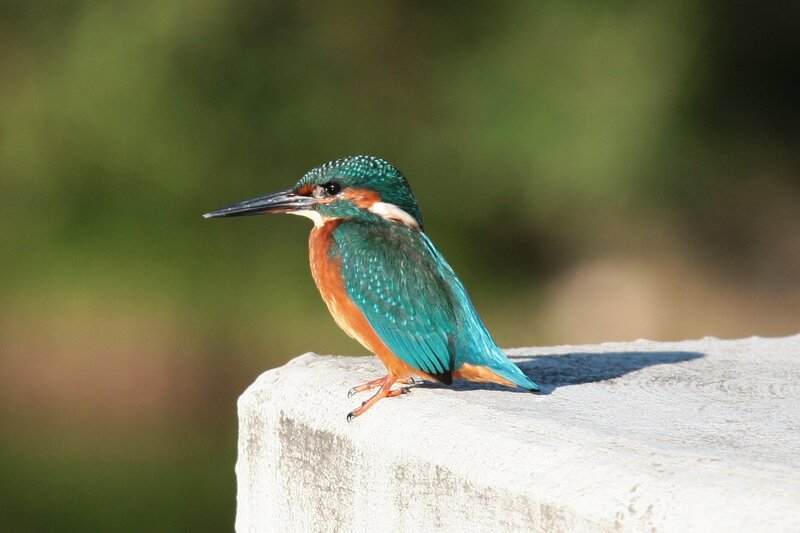 Kingfisher Bird — Blue, Calm, Afternoon