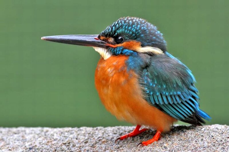 Kingfisher Bird — Blue, Calm