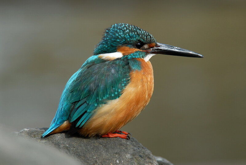 Kingfisher Bird — Blue