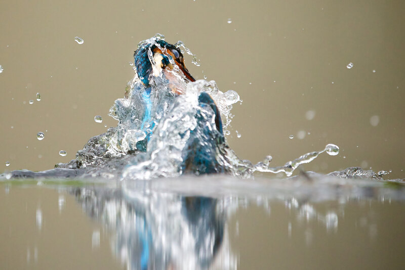Kingfisher Bird Catching Fish
