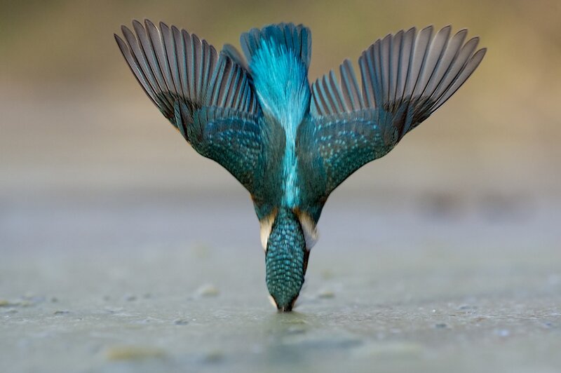 Kingfisher Bird Diving