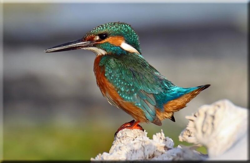 Kingfisher Bird — Green, Calm