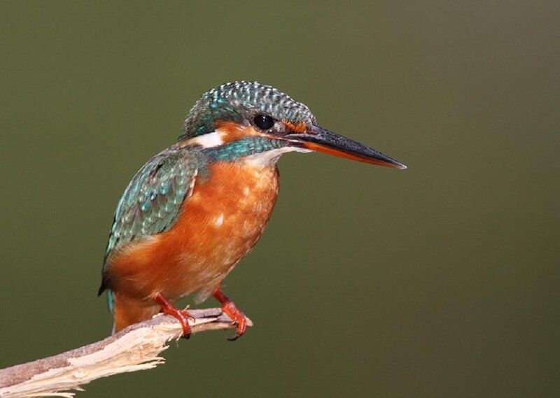 Kingfisher Bird — Green