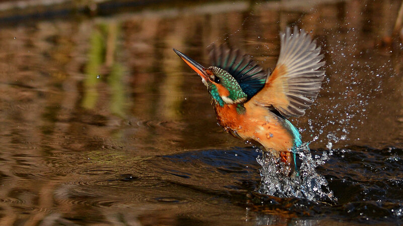 Kingfisher Bird in Flight — Blue, Dynamic, Afternoon, Photograph