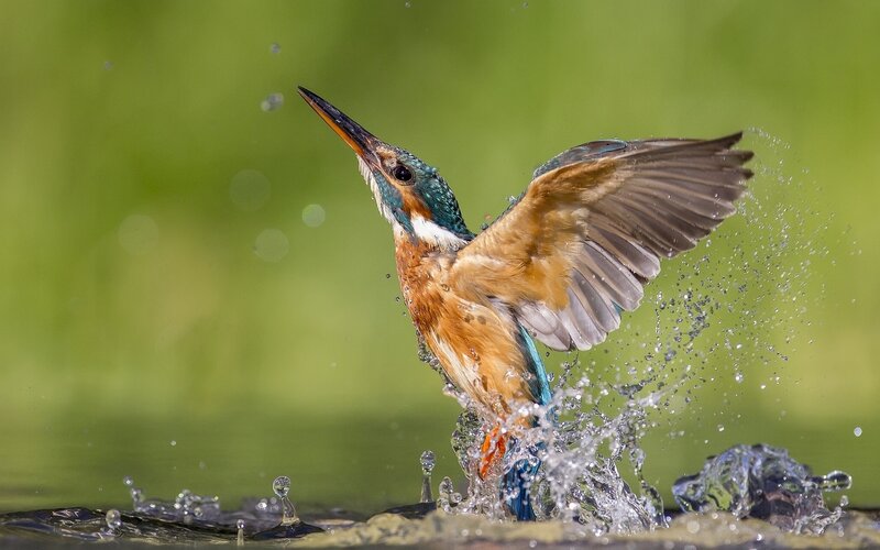 Kingfisher Bird in Flight — Blue, Dynamic, Afternoon