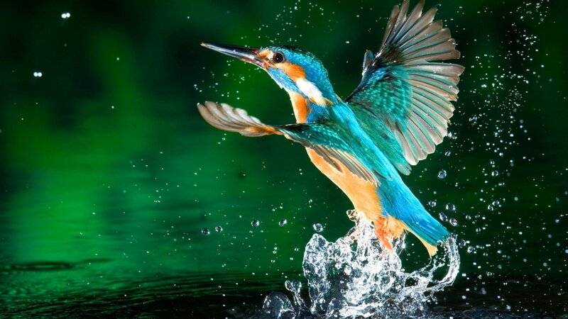 Kingfisher Bird in Flight — Blue, Dynamic, Photograph, Water, Splash
