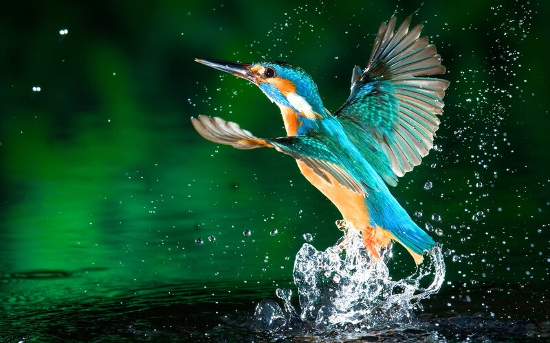 Kingfisher Bird in Flight — Blue, Dynamic, Photograph, Water