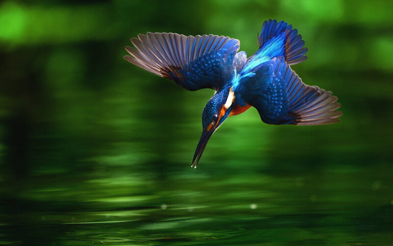Kingfisher Bird in Flight — Blue, Dynamic, Photograph, Wings