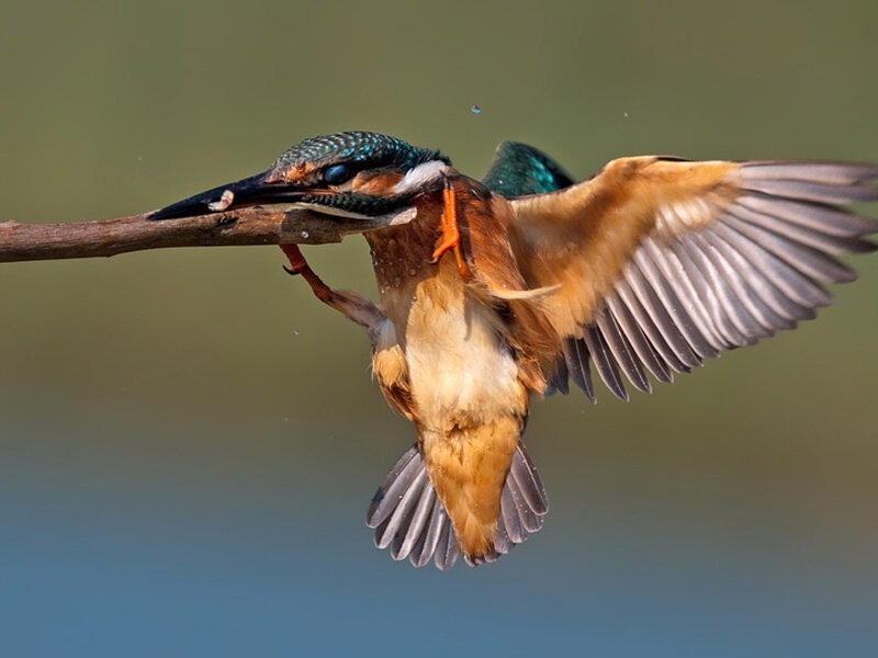 Kingfisher Bird in Flight — Blue, Dynamic
