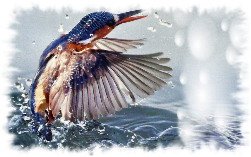 Kingfisher Bird in Flight — Blue