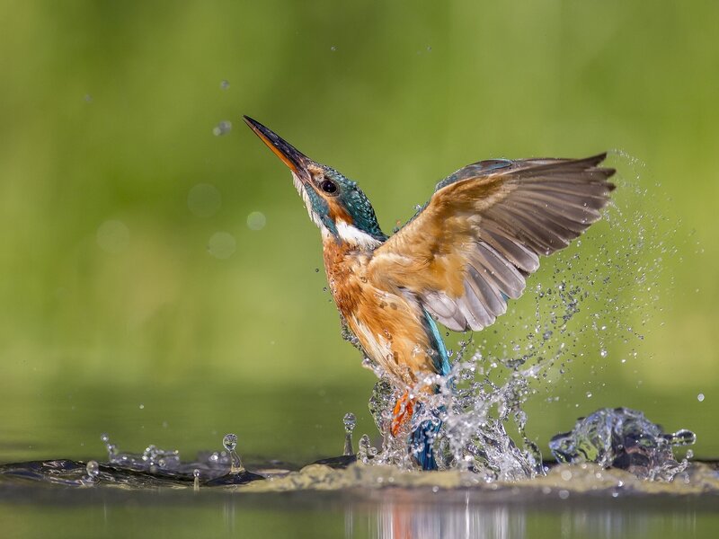 Kingfisher Bird in Flight — Green, Dynamic, Afternoon