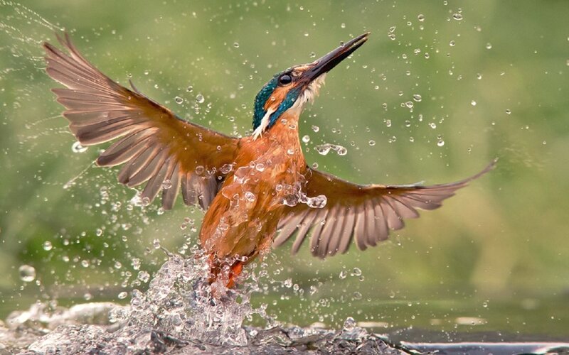 Kingfisher Bird in Flight — Green, Dynamic, Photograph