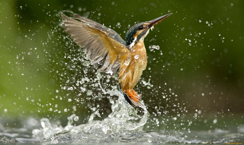 Kingfisher Bird in Flight — Green, Dynamic, Photograph, Water