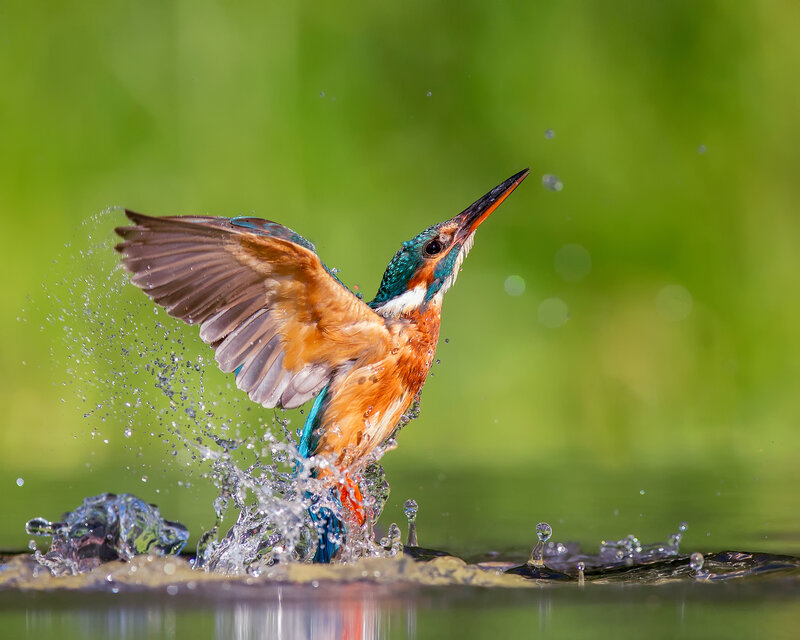 Kingfisher Bird in Flight — Green, Dynamic