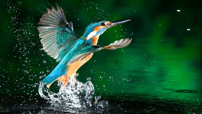Kingfisher Bird in Flight — Green