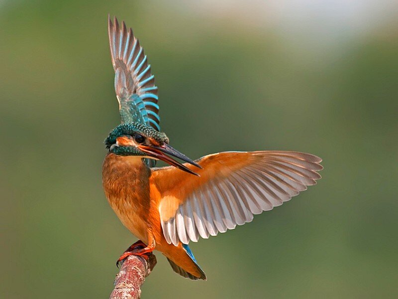Kingfisher Bird in Flight