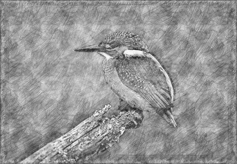 Kingfisher Bird on Branch — Black