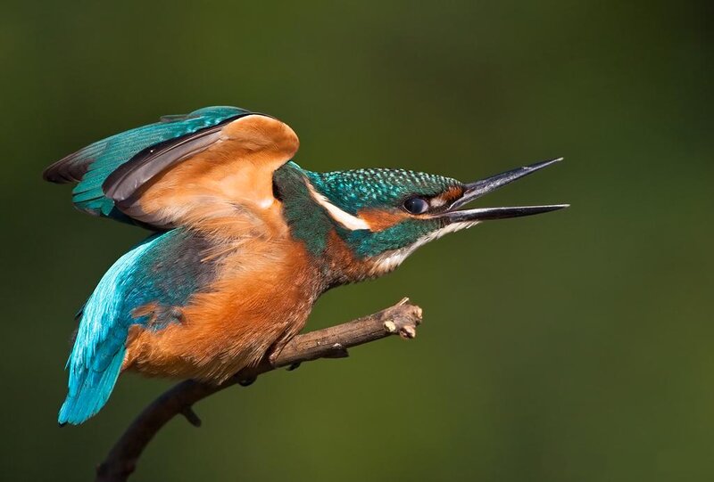 Kingfisher Bird on Branch — Blue, Alert, Photograph