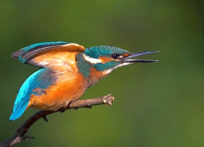 Kingfisher Bird on Branch — Blue, Alert