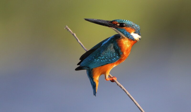 Kingfisher Bird on Branch — Blue, Calm, Afternoon, Photograph