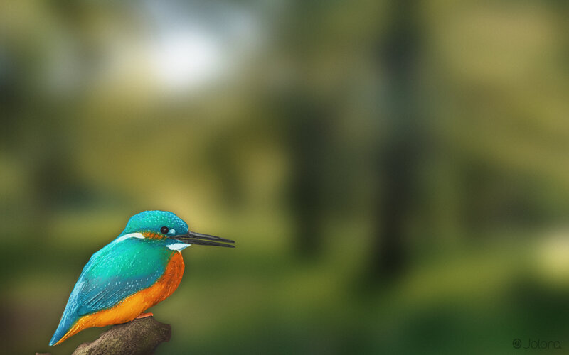 Kingfisher Bird on Branch — Blue, Calm, Digital Art
