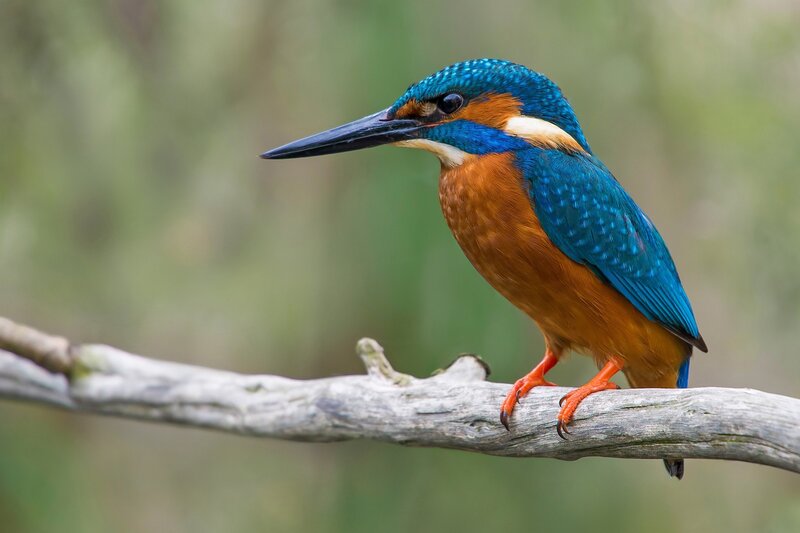 Kingfisher Bird on Branch — Blue, Calm, Morning, Photograph, Forest