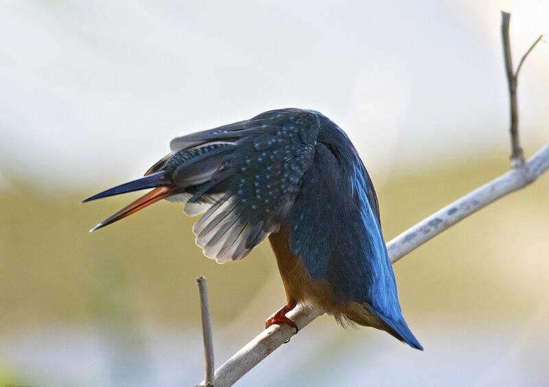Kingfisher Bird on Branch — Blue, Calm, Morning, Photograph