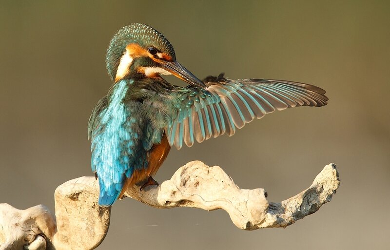 Kingfisher Bird on Branch — Blue, Calm, Morning