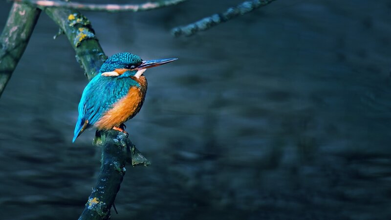 Kingfisher Bird on Branch — Blue, Calm, Night