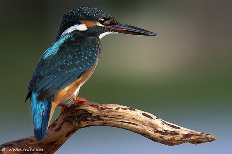 Kingfisher Bird on Branch — Blue, Calm, Photograph, Background