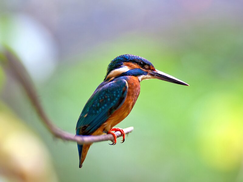 Kingfisher Bird on Branch — Blue, Calm, Photograph, Green Background
