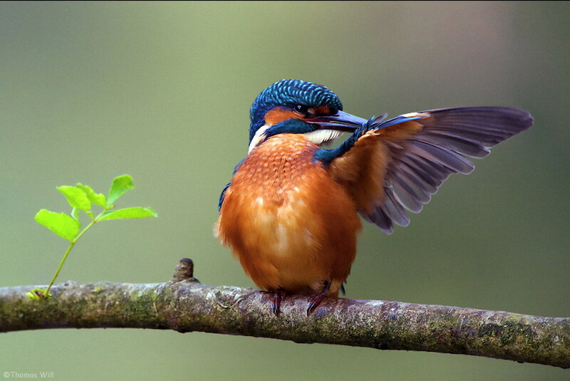 Kingfisher Bird on Branch — Blue, Calm, Photograph, Leaf