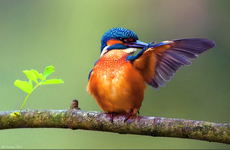 Kingfisher Bird on Branch — Blue, Calm, Photograph, Leaf, Wing
