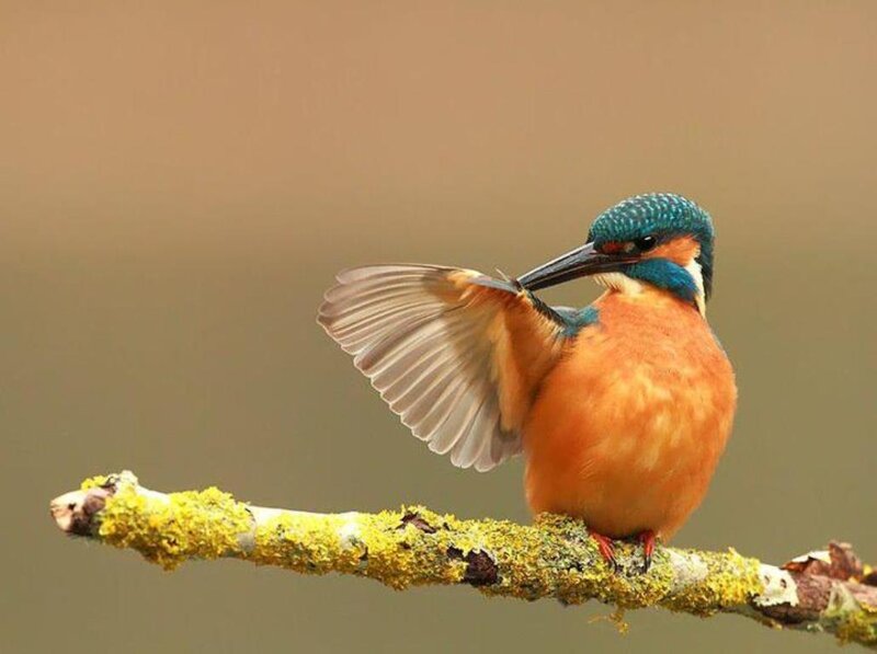 Kingfisher Bird on Branch — Blue, Calm, Photograph, Liverwort