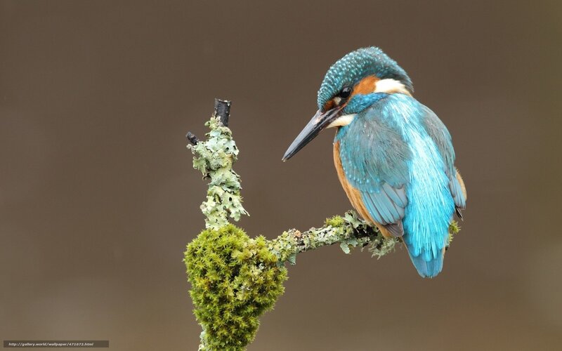 Kingfisher Bird on Branch — Blue, Calm, Photograph, Moss, Lichen