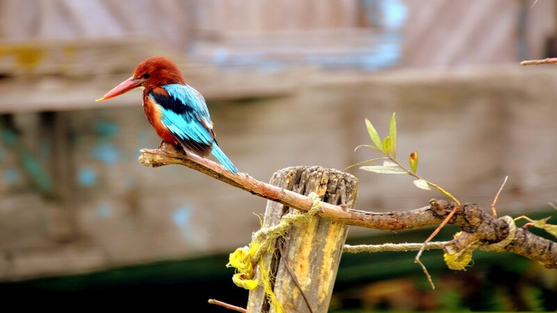 Kingfisher Bird on Branch — Blue, Calm, Photograph, Post