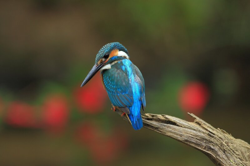 Kingfisher Bird on Branch — Blue, Calm, Photograph, Red Flowers