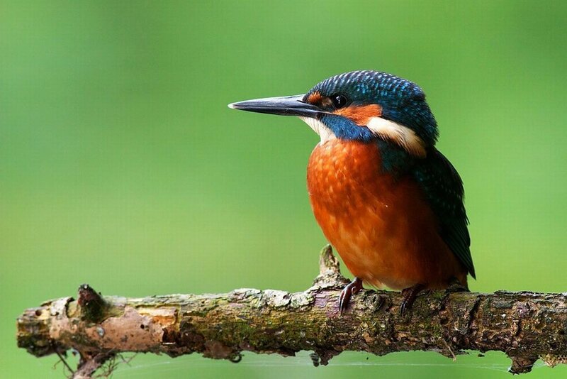 Kingfisher Bird on Branch — Blue, Calm, Photograph