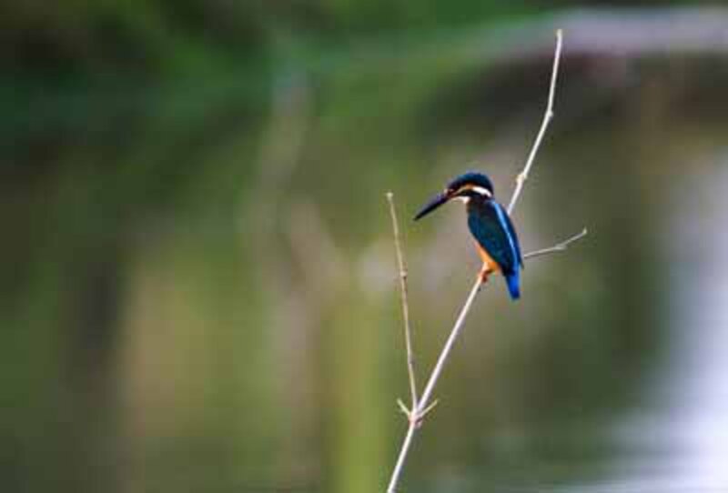 Kingfisher Bird on Branch — Blue, Calm, Photograph, Water