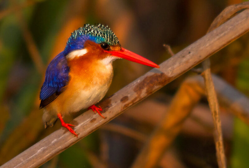 Kingfisher Bird on Branch — Blue, Calm, Sunset